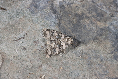 Bryophila domestica