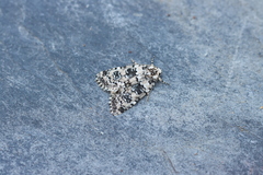 Bryophila domestica