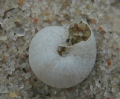 Helicigona lapicida