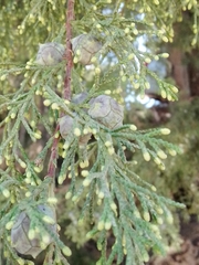 Cupressus lusitanica