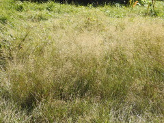 Agrostis capillaris