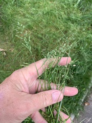 Poa annua