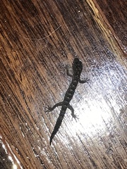 Christinus marmoratus