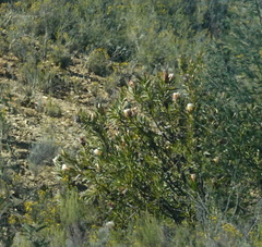 Protea neriifolia