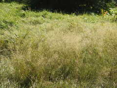Agrostis capillaris