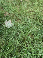 Poa annua