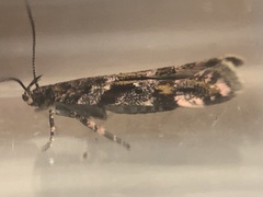 Aristotelia amelanchierella