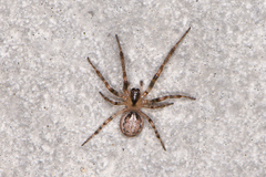 Zygiella x-notata