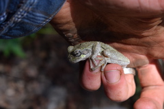 Hyla chrysoscelis