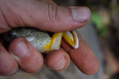 Hyla chrysoscelis