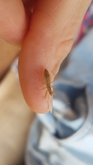 Nabis limbatus