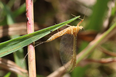 Ephemeroptera
