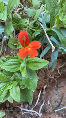 Erythranthe verbenacea