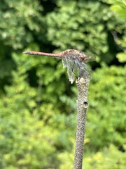 Sympetrum striolatum