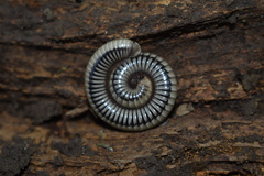 Pachyiulus krivolutskyi