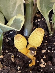 Leucocoprinus birnbaumii