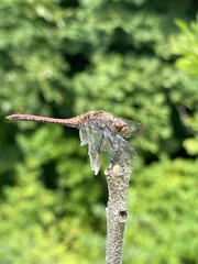 Sympetrum striolatum