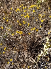 Galatella villosa