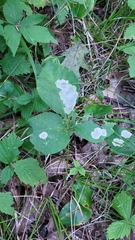 Cameraria guttifinitella
