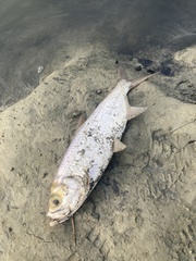 Megalops cyprinoides