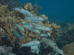 Mulloidichthys flavolineatus