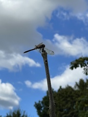 Sympetrum striolatum