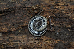 Pachyiulus krivolutskyi