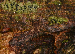 Oligolophus tridens