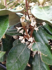 Elaeagnus pungens