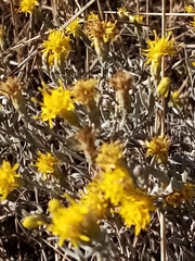 Galatella villosa