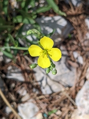 Brassicaceae