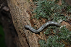 Pachyiulus krivolutskyi