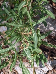 Brassicaceae