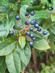 Ligustrum ovalifolium