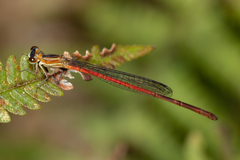 Argiocnemis rubescens