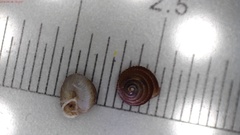 Strobilops texasianus