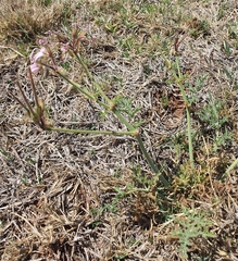 Pelargonium dolomiticum