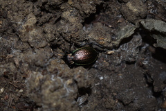 Carabus cumanus