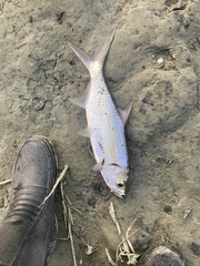 Megalops cyprinoides