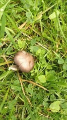 Entoloma sericeum