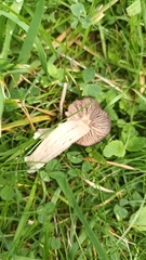 Entoloma sericeum