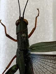 Copiocera