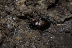 Carabus cumanus