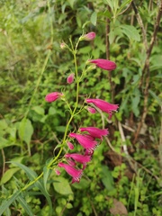 Penstemon roseus
