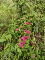 Penstemon roseus
