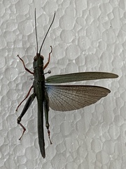 Copiocera