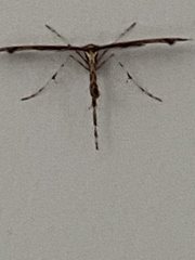 Amblyptilia