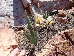 Freesia occidentalis