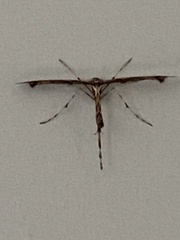 Amblyptilia