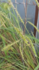 Setaria leucopila